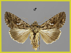 C. limbirena