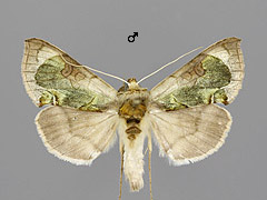 D. zosimi