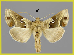 E. consona