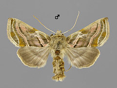 E. variabilis