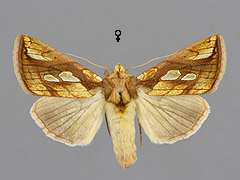 P. festucae