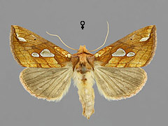 P. putnami