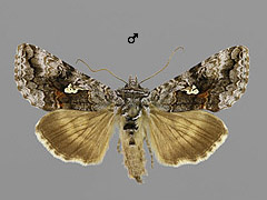 S. interrogationis