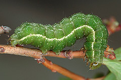 S. interrogationis