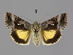 S. microgamma