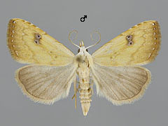 R sericealis