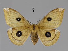 A. tau