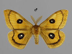 A. tau