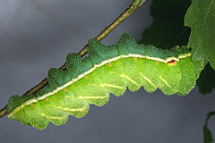 A. tau
