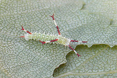 A. tau