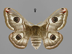 S. pavonia