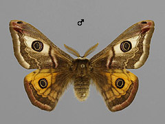 S. pavonia