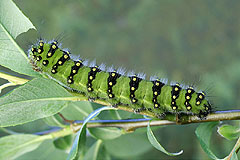 S. pavonia