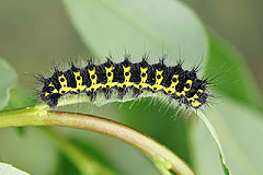 S. pavonia