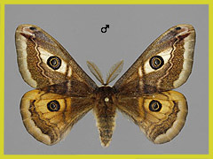 S. pavoniella