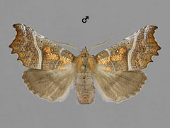 S. libatrix