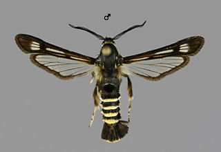 P. hylaeiformis