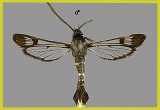 S. andrenaeformis