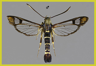 S. conopiformis