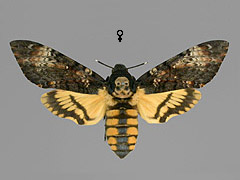 A. atropos