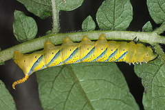 A. atropos
