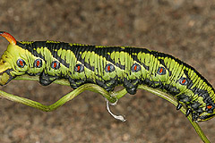 A. convolvuli