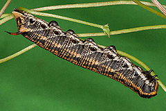 A. convolvuli