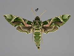 D. nerii