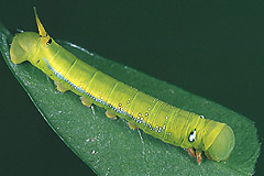 D. nerii