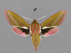 D. elpenor