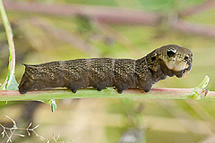 D. elpenor