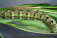 D. elpenor
