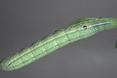 D. porcellus