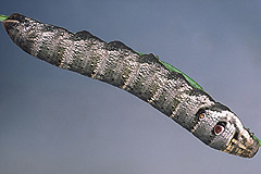 D. porcellus