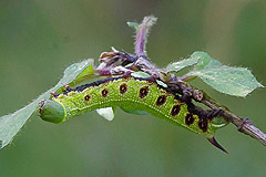 H. fuciformis