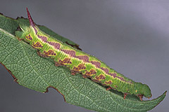 H. tityus