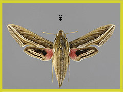 H. celerio