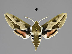 H. euphorbiae