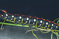 H. euphorbiae