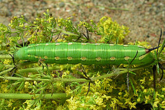 H. gallii