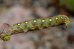 H. gallii
