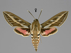 H. livornica