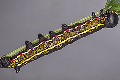 H. livornica
