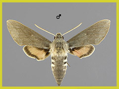 H. vespertilio