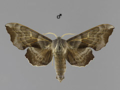 L. amurensis