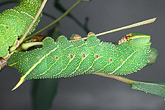 L. populi