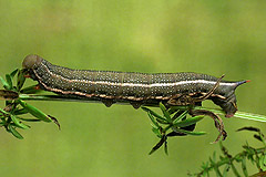 M. stellatarum