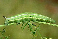 M. stellatarum
