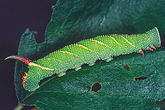 M. tiliae