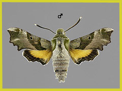P. proserpina